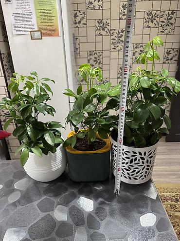 Комнатные растения: Шеффлера (Schefflera) белые горшки отдельно продаются - Комнатные — 1