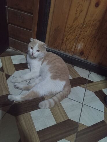 Pişiklər: Şotland yastı qulaq — 4