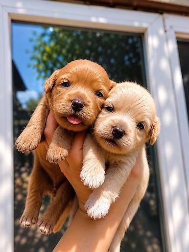 İtlər: Maltipoo balalari.Temiz orginal balalar.F1 Maltipoo — 1