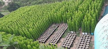 palm: Limon şam ağacı– dekorativ iynəyarpaqlı Lelandra Sekas Finik Tuya — 2
