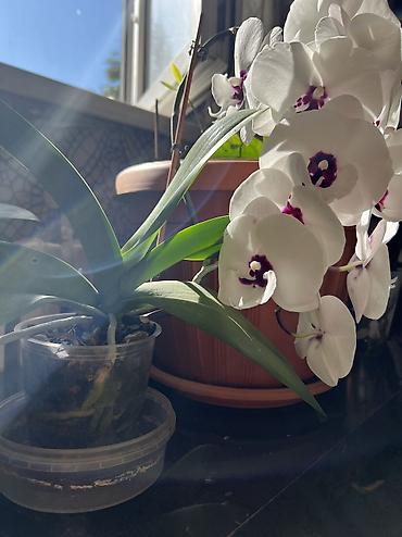 молочай цветок: Орхидеи Phalaenopsis в горшках - Сорта/окраски на выбор: • белые — 3