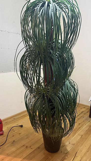 finiks palma: Böyük ölçülü otaq bitkisi – Ponytail Palm (Beaucarnea recurvata) — 2