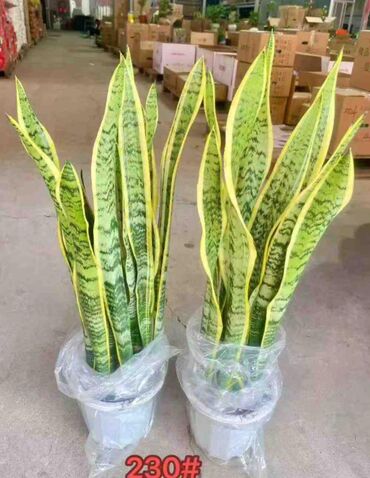 Другие товары для дома и сада: Продаются цветы — 6