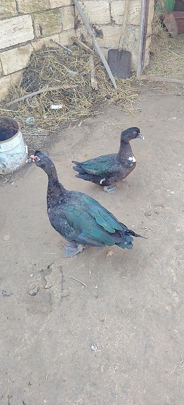 akvarium qiymetleri: Erkey dişi qiymət cutne ayidi — 1