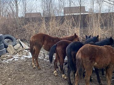 Лошади, кони: Продаю | Жеребенок | Для разведения — 3