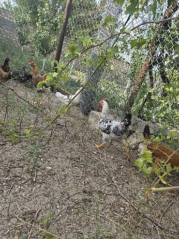 brama toyuqları: 2 ay yarımlıq 3 ay 4 aylıq kənd çolpaları.yaşıl otnan buğda — 2