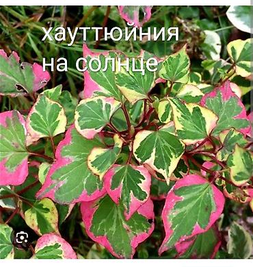 Декоративные деревья: Саженцы деревьев: Туи at lalafo.kg — 14 Декоративные деревья: Саженцы деревьев: Туи — 14