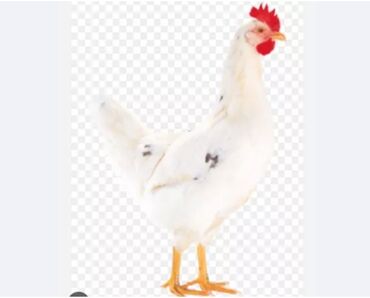 цыплята адилер: Продаю | Куры | Хай-Лайн Соня Грей | Несушки