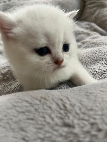 Pişiklər: Britan — 7