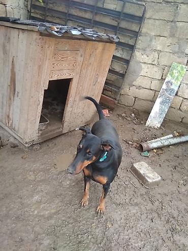 it axtarilir: Öz itimdir Doberman cinsidir sadece binaya kocduyumuz ucun satiram 2 — 3