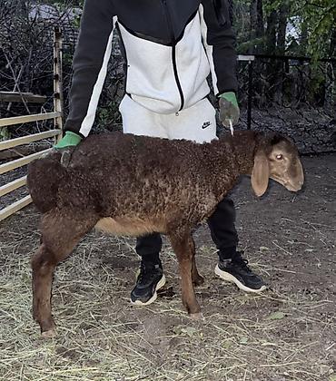 Баран, овца: Продаю | Овца (самка), Ягненок, Баран (самец) | Арашан | Для разведения — 1