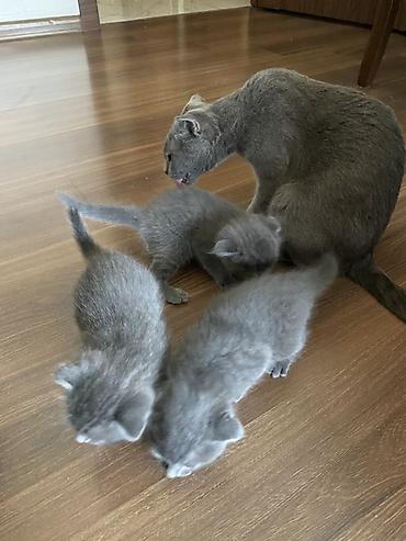 scottish fold satilir: Şotland yastı qulaq, Dişi, Erkək, Yaxşı əllərə, Ünvandan götürmə — 4
