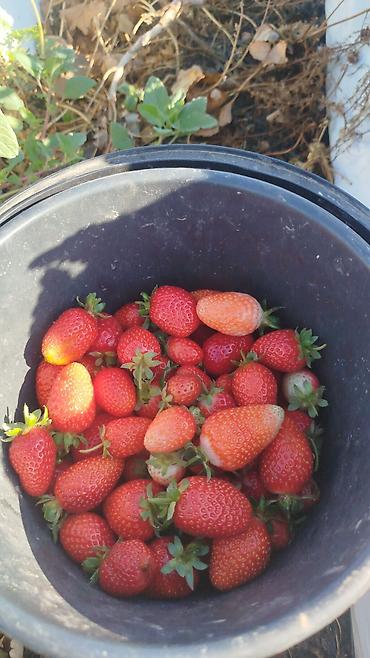 Помидоры: Помидоры Сливки — 13