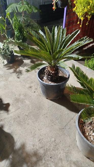 paulownia agaci: 0508987540)ad:Gülər🪴HərnövDekor Gül Ağac Sifarişi Satişi Bütün — 7