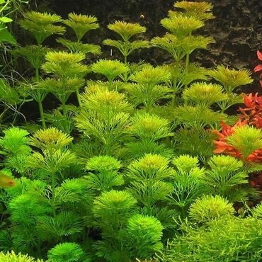 Akvarium aksessuar və ləvazimatları: Təbii akvarium bitkiləri, balıqlar, krevetkalar, gübrələr və s — 8
