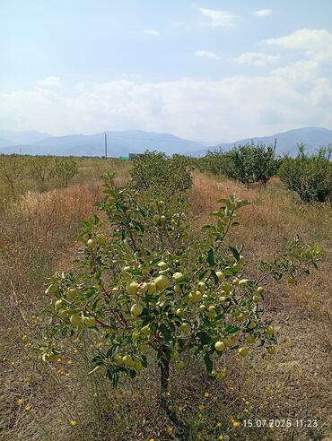 Продажа домов: Дача, 300 м², 2 комнаты, Собственник — 3