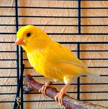 канарейка птица: Канарейки молодые жёлтые, лимоные, белые возраст 3 - 4 месяцев кушают