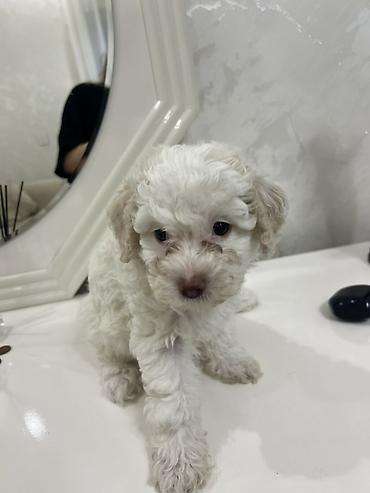 pitbul balasi satilir: Ag rengde 50 gunluk disi baladir qurd dermani verilib son bir eded — 2
