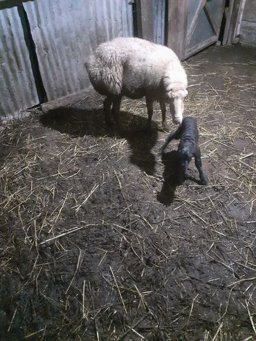 Inəklər, öküzlər: 3 balsdı balsı dişdi