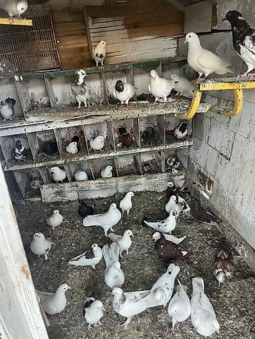 Göyərçinlər tərgizmə quşlardı istədiyini seç götür