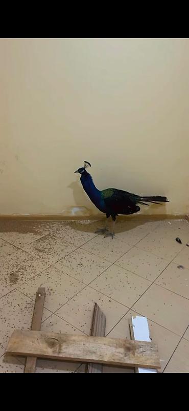 Tovus (páva) – dekorativ quş - Növ: Tovus, hind pavusu (Pavo
