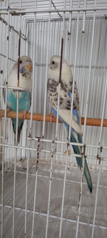 Tutuquşları: Cox gozel texas cinsi tutuquslar satilir bunlar ele bele valnist deyil — 6