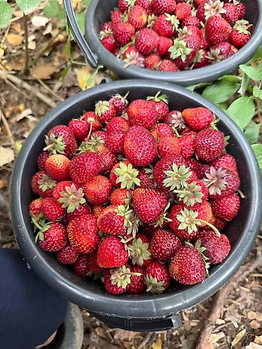 Клубника: Клубника — 5