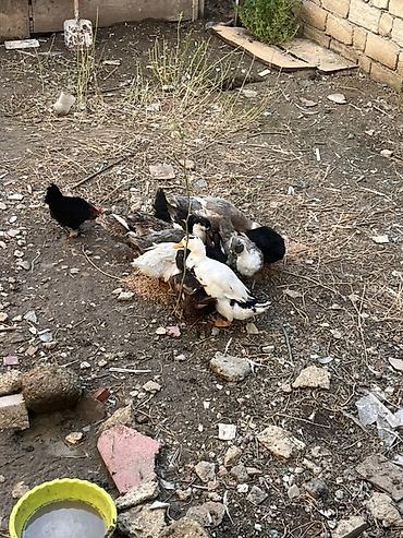 qara afcarka: Qarışıq ev quşları satılır. - Ördəklər: ağ, boz və qara rəng — 1