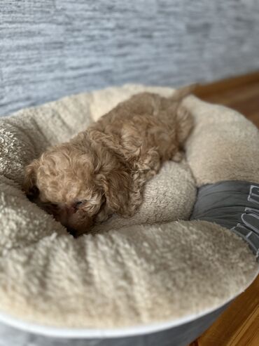 toy terrier: Пудель, 2 месяца, Самец, Самовывоз