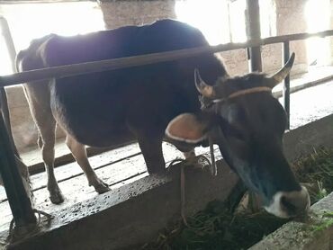 бычки продаю: Биринчи туут кунажындар сатылат 8 айлык бооз бойу 134