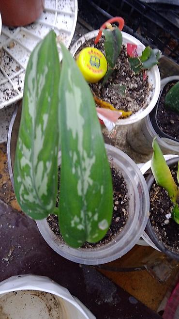 Хойи: Коллекционные хоии (Hoya) – несколько разновидностей в горшках и — 10