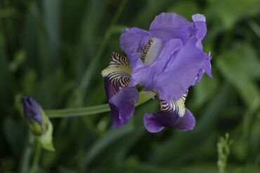 Fotokameralar: Canon 70D satılır əla vəziyyətdədir üstündə 18-135 lensultra — 12