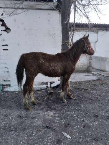 Лошади, кони: Продаю | Жеребенок | Конный спорт | Племенные — 4