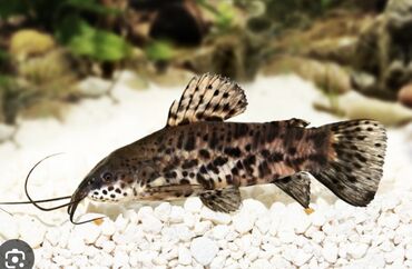 İtlər: Sülhsevər, Pulsuz çatdırılma, Ödənişli çatdırılma, Ünvandan götürmə