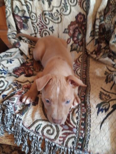 İtlər: Pitbul, 4 ay, Dişi, Sənədli, Ünvandan götürmə