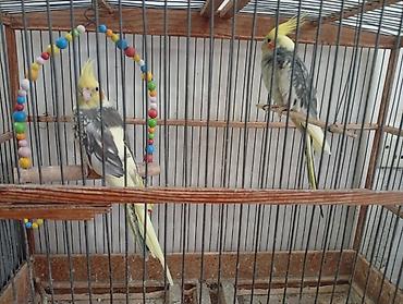 tutuquşu satışı az: Nymph paraketləri (Cockatiel) – 2 ədəd Xüsusiyyətlər: - Rəng: sarı — 1