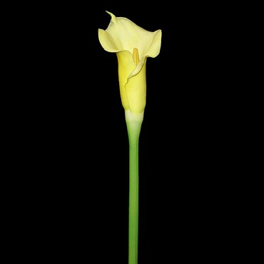 искусственный цветок: Цветок Калла - искусственный цветок для декорации помещения