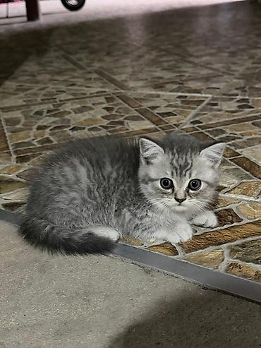 Pişiklər: Tabbi — 9