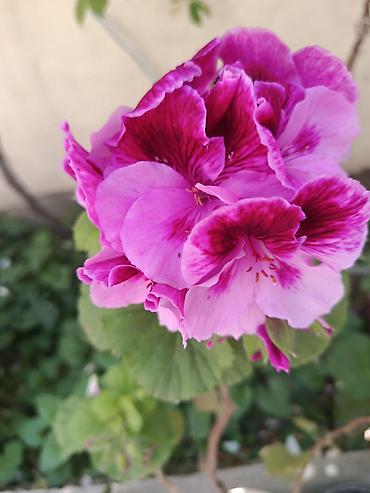 герань купить: Pelargonium (qızılqabaq/geranium) saksı gülləri 4 AZN, geranlar 3 azn — 1