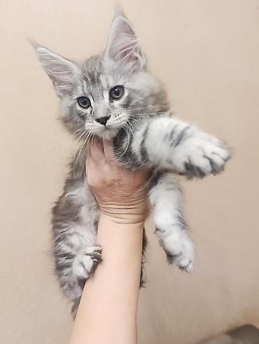 Продажа кошек: Возраст 2 месяца, мальчик.Породистый котёнок мейн-кун, серебристый — 2