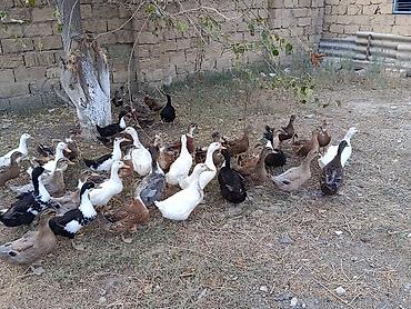 dişi buzov: Xarkov qışqıran ördəklər.Hər qiymətə var.unvan Binəqədi kendi.Whatsapp — 9