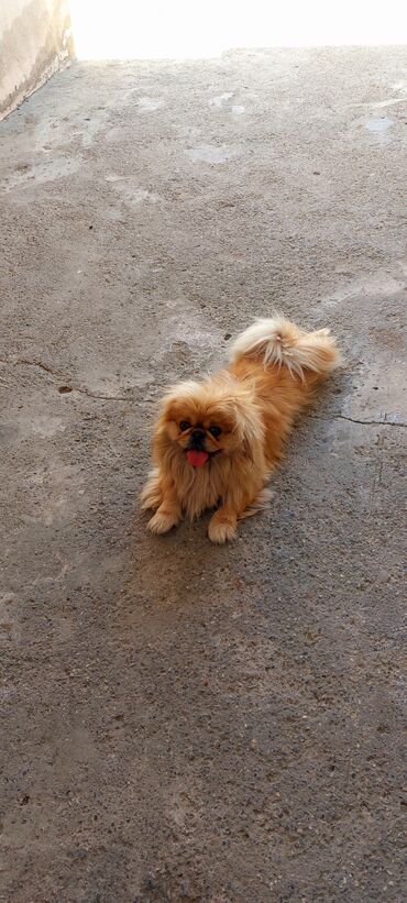 İtlər: Pekines, 2 ay, Erkek