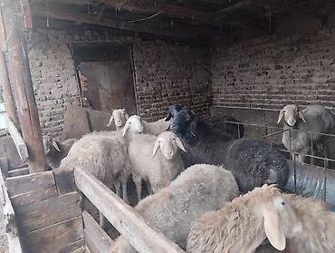 Баран, овца: Продаю | Баран (самец) | Для разведения | Осеменитель — 11