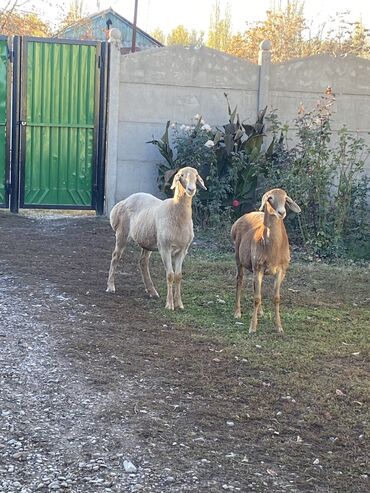 сколько стоит шотландская вислоухая кошка: 2 баш 6айлык козулар сатылат кулактары 19см баасы 150000 сом эки башка