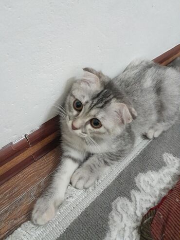 кошка шотландец: Скотиш Фолд (Шотландиялык шалпаң кулак), 2 айлык, Ургаачы, Көгүлтүр, Лотокко барууга үйрөтүлгөн