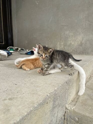 Pişiklər: Türk anqora -da lalafo.az — 9 Pişiklər: Türk anqora — 9