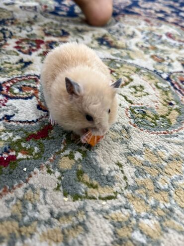 хомяк с клеткой: 🐹 Сирийский хомячок-мальчик ищет новый дом! 🐹 Очень пушистый и