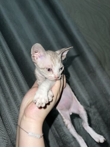 Коты: Котенок мальчик 2 месяца велюр,папа сиамский кот мама сфинкс 3500