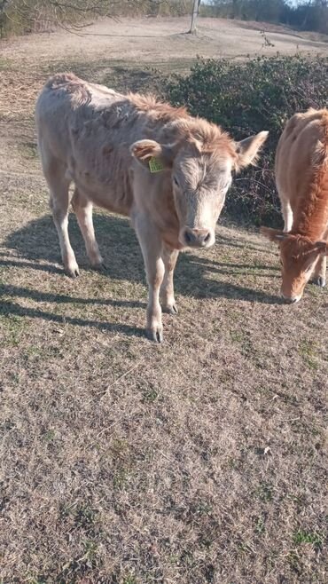 Dana, buzov: Dana, buzov, Dişi, ay: 12, Damazlıq, Ünvandan götürmə — 7