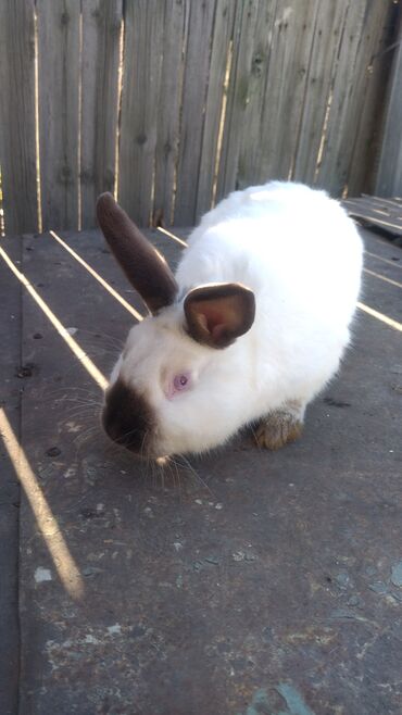 Декоративные кролики: Кролики — 28